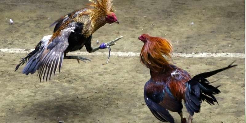 รูปแบบการชนไก่ที่นิยมเมื่อเข้าร่วม