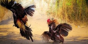 จุดที่น่าสนใจภายในห้องชนไก่